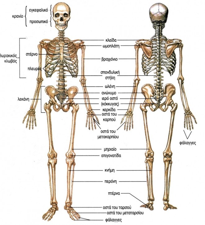 ο σκελετοσ του ανθρωπου